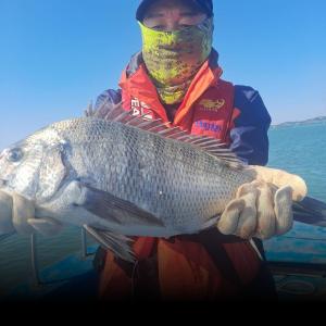 조황, 카고감성돔