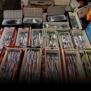 조황, 통영VIP만물호 먼바다왕갈치 두쿨러,한쿨러 퍼담고 .. 