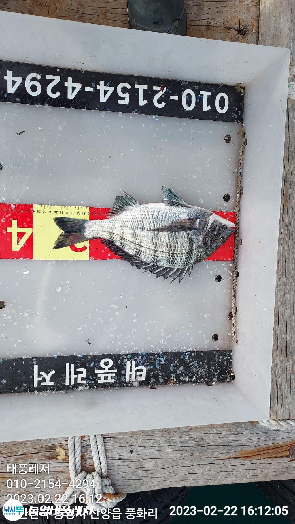 낚시뚜,감성돔,풍화리 장촌마을,통영태풍레저,낚시뚜5