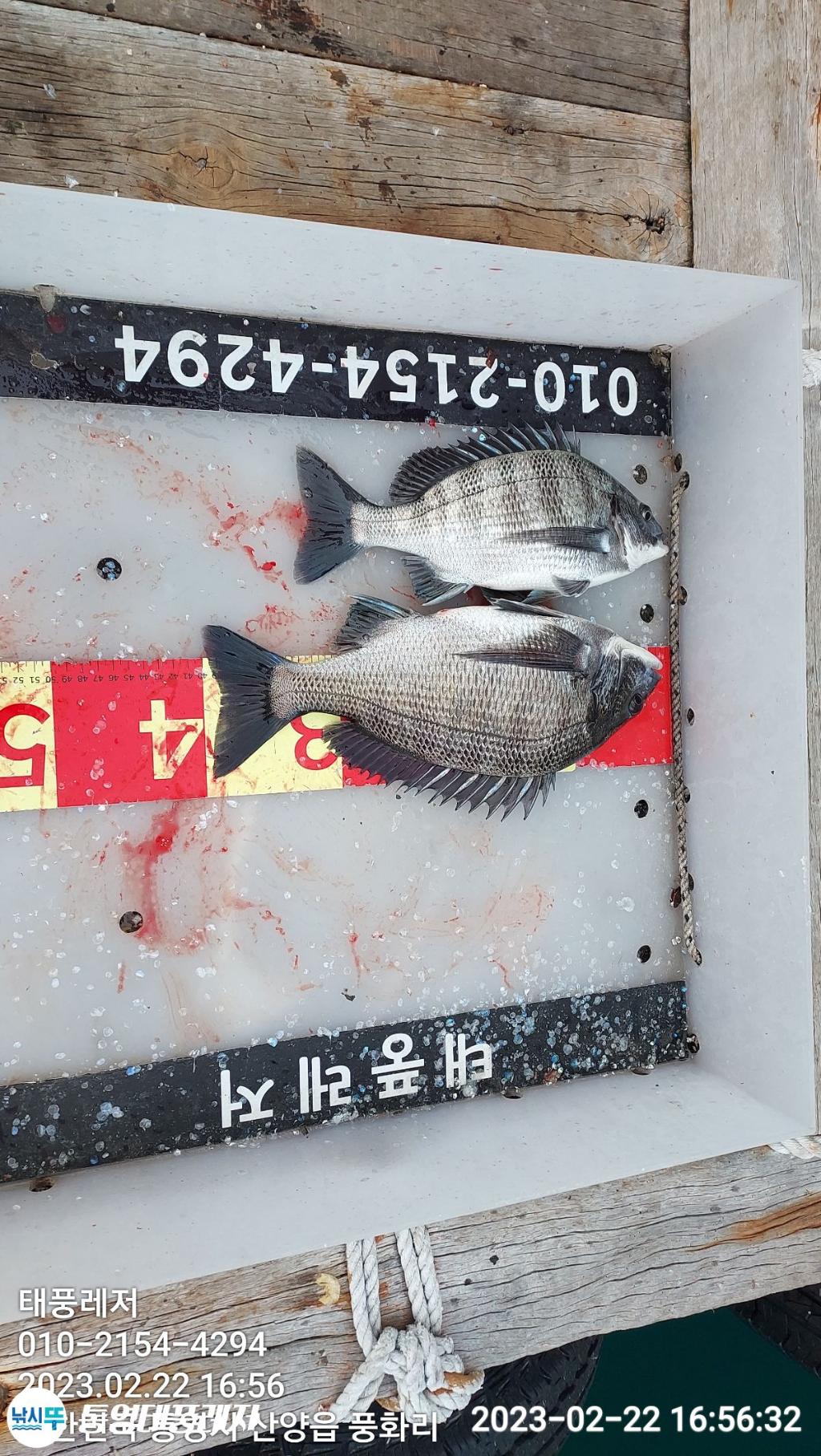 낚시뚜,감성돔,풍화리 장촌마을,통영태풍레저,낚시뚜2