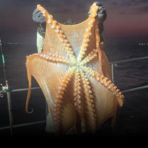 조황, 포항 싹쓰리호 피문어 조항입니다 