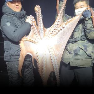 조황, 포항 싹쓰리호 피문어 조항입니다 