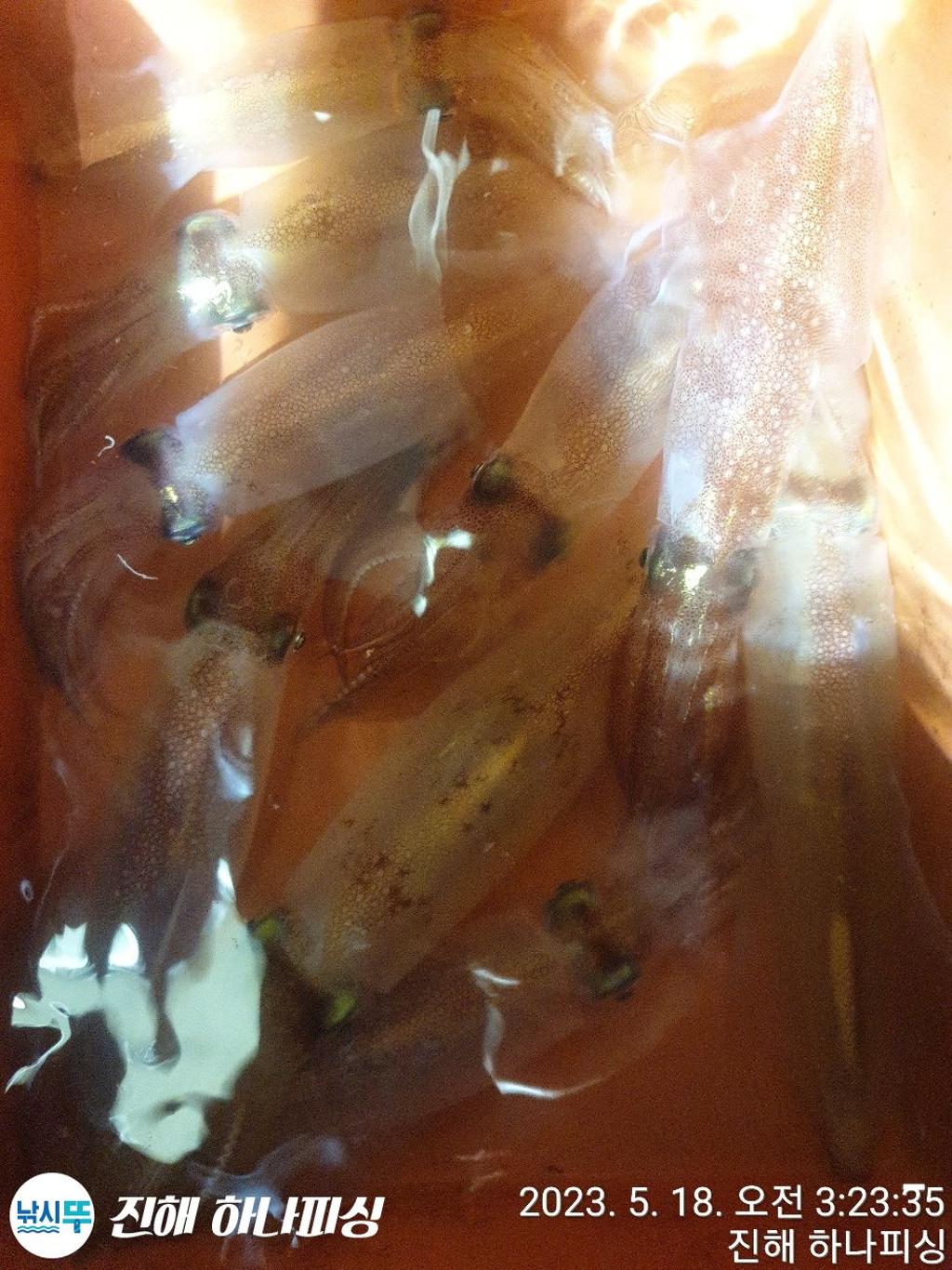 F20507157T.jpg