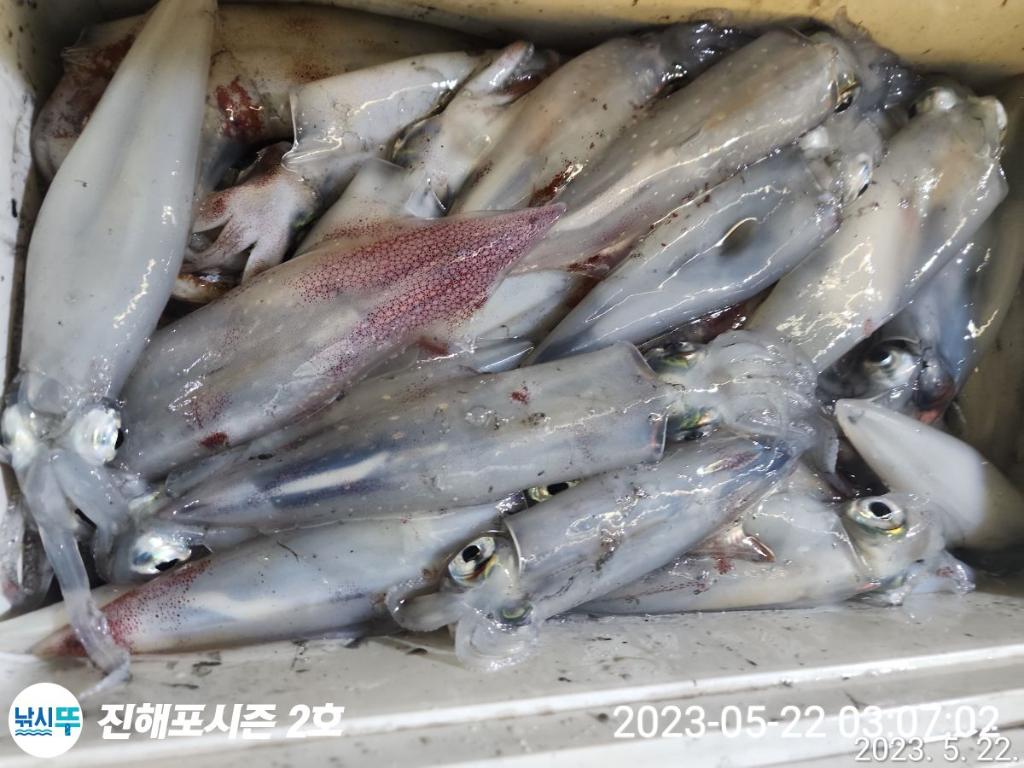 먼바다한치 출조함니다