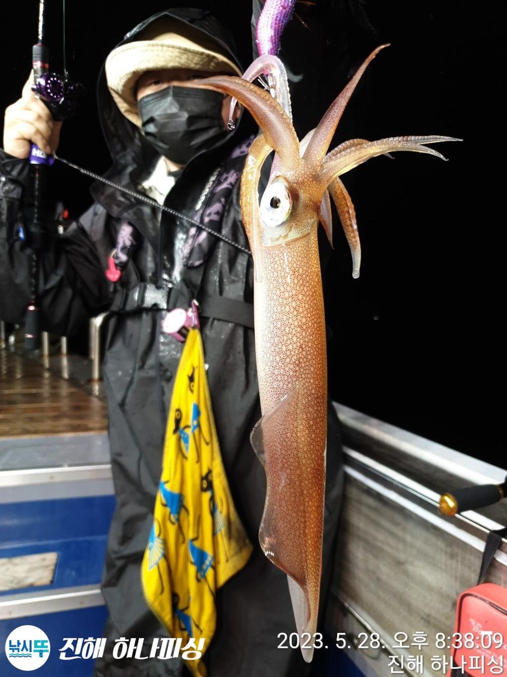 낚시뚜,한치,진해 안골항,진해 하나피싱,낚시뚜30