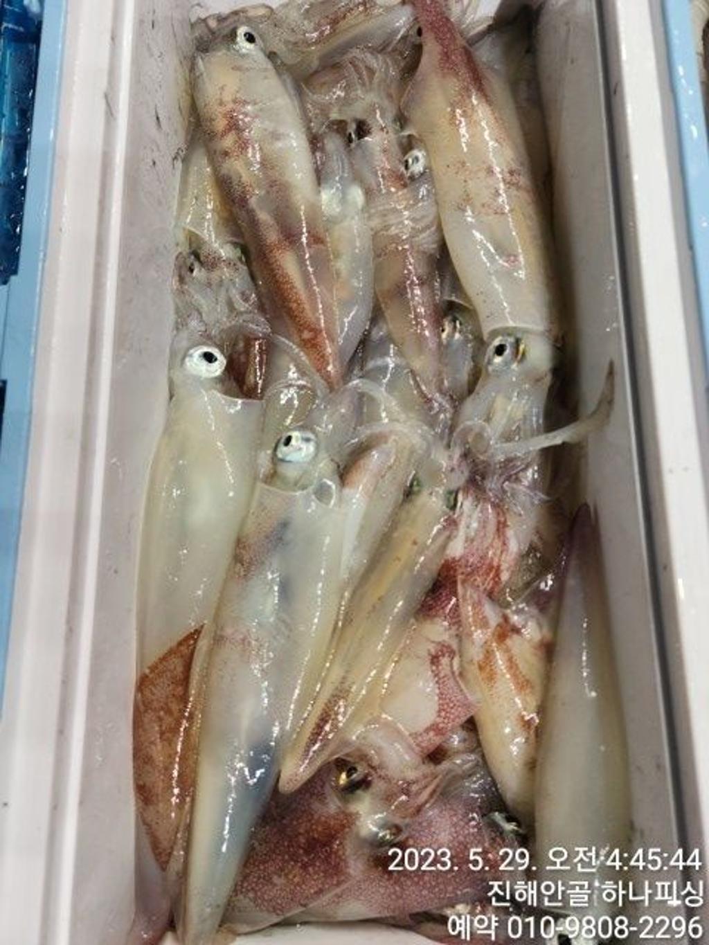 낚시뚜,한치,진해 안골항,진해 하나피싱,낚시뚜11