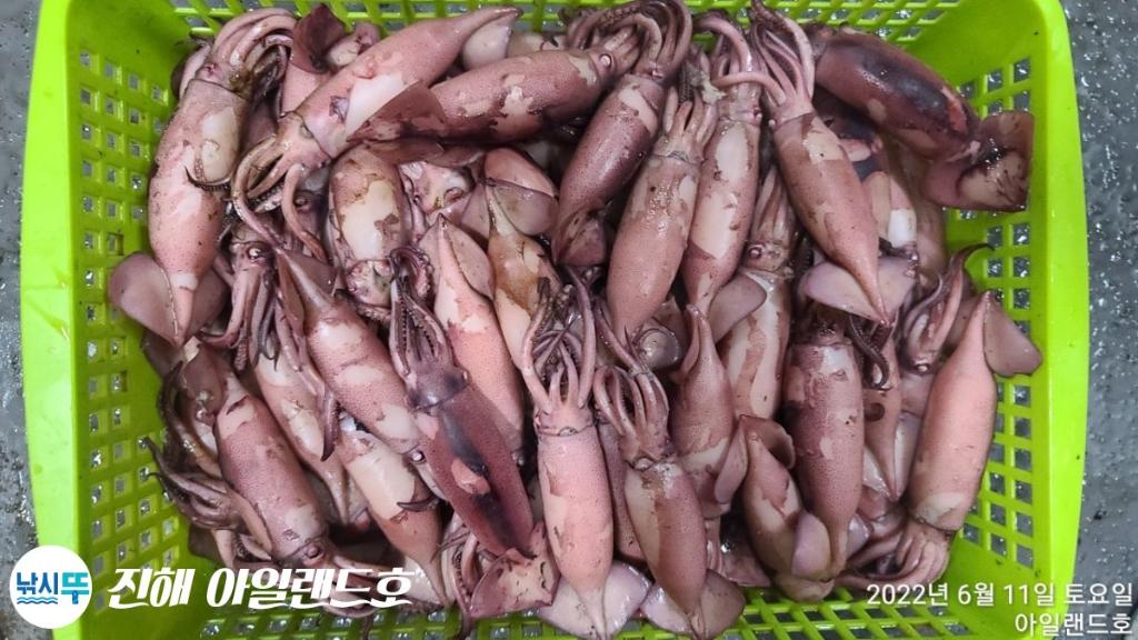 화살촉오징어 스윽 하러갑니다!
