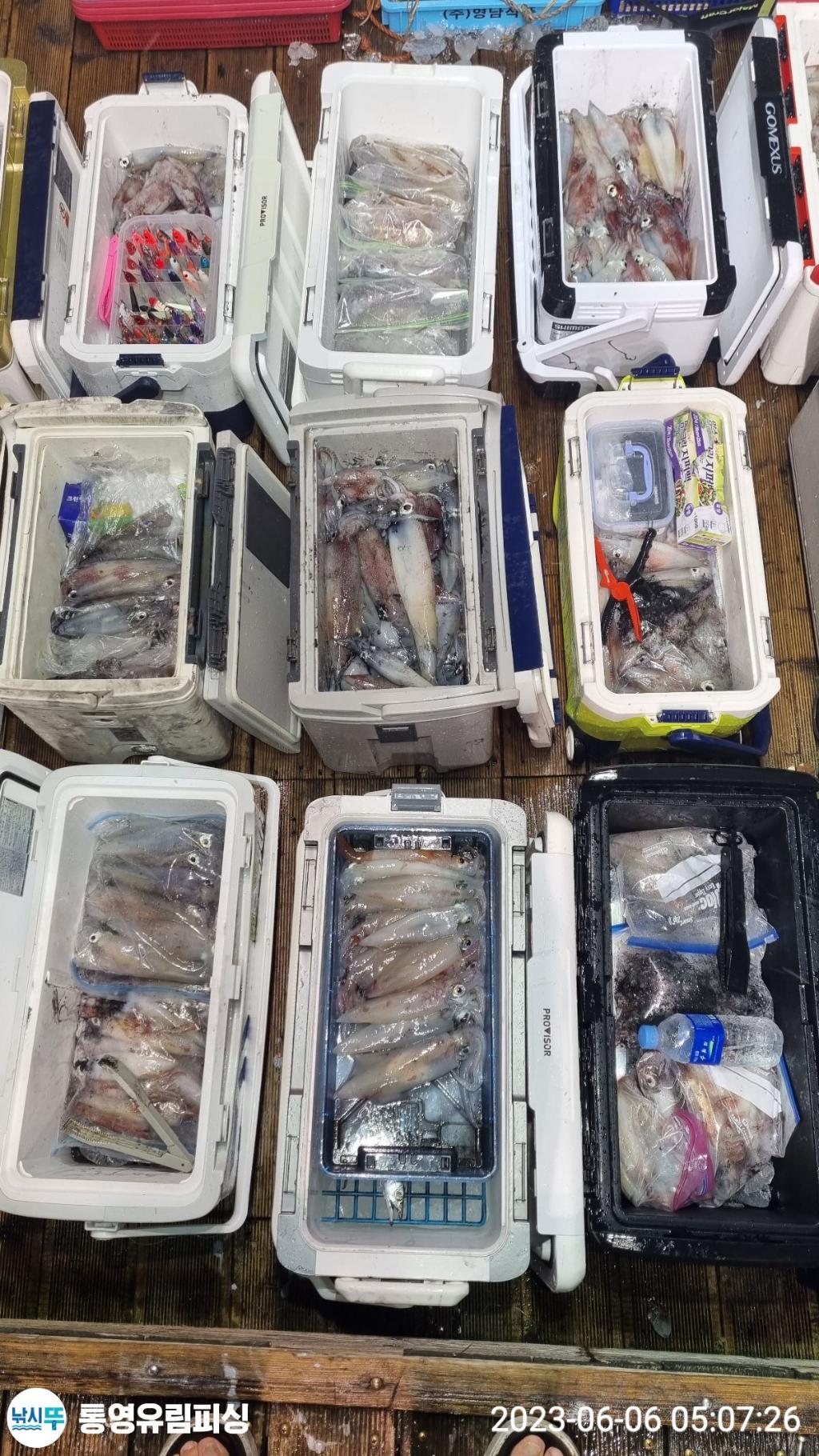 낚시뚜,한치,통영미수동방파제,통영유림피싱,낚시뚜18