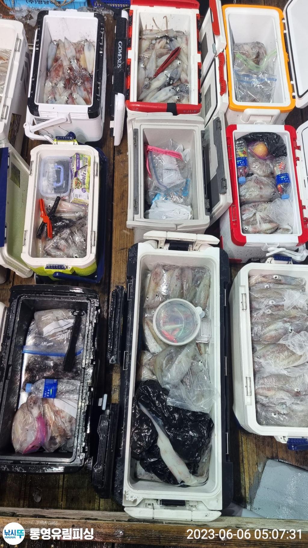 낚시뚜,한치,통영미수동방파제,통영유림피싱,낚시뚜15