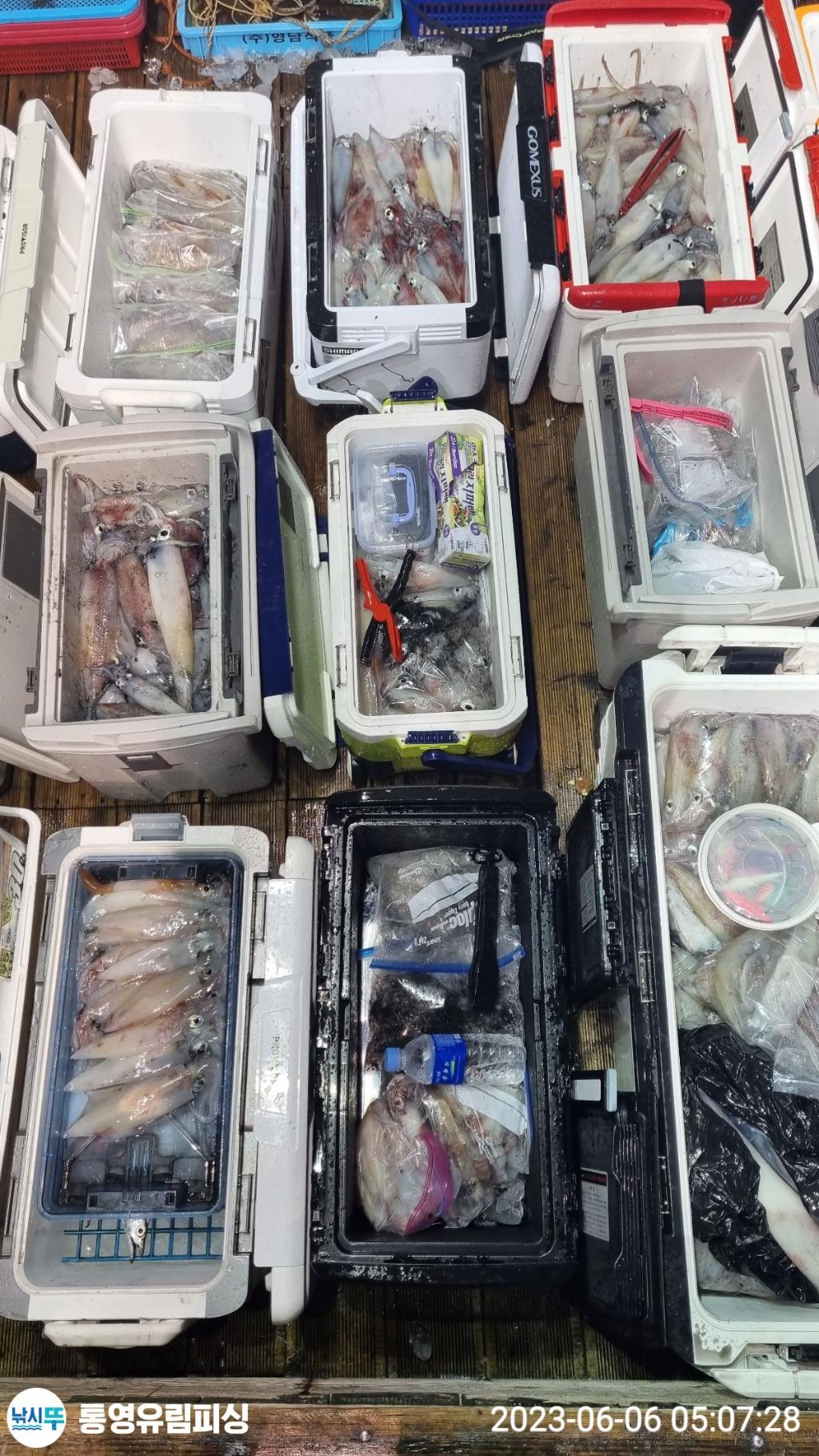 낚시뚜,한치,통영미수동방파제,통영유림피싱,낚시뚜14