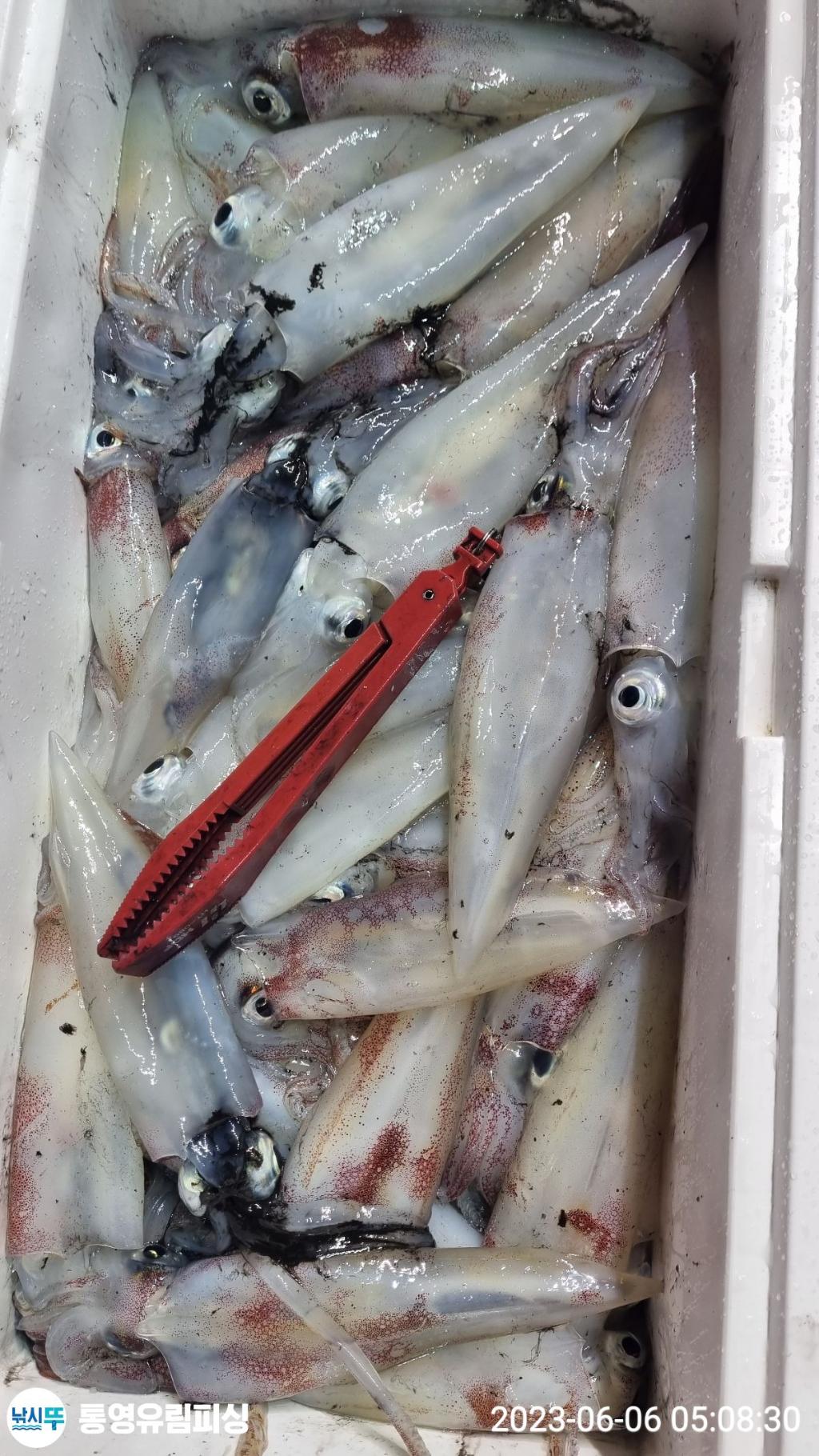 낚시뚜,한치,통영미수동방파제,통영유림피싱,낚시뚜12