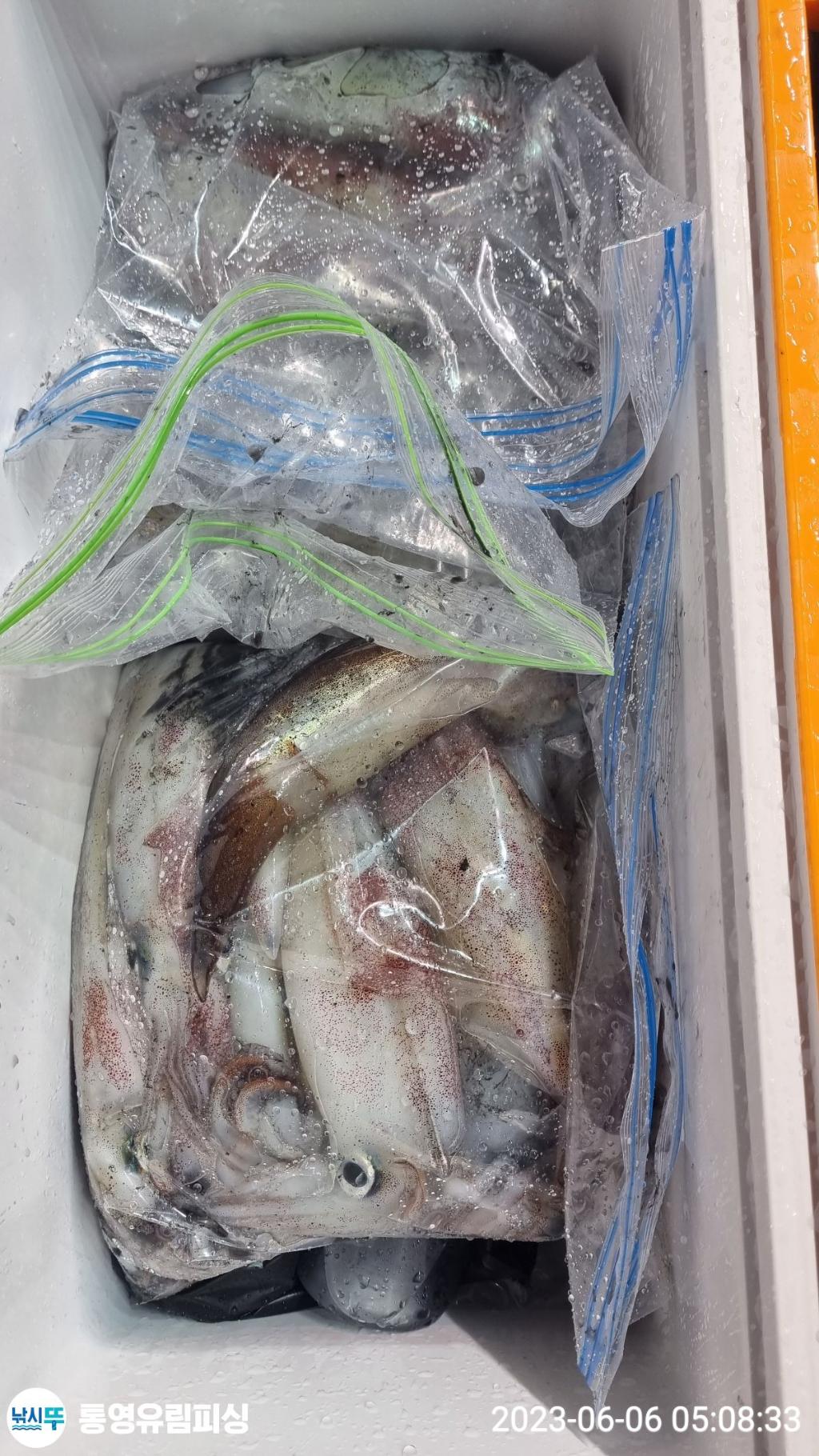 낚시뚜,한치,통영미수동방파제,통영유림피싱,낚시뚜11