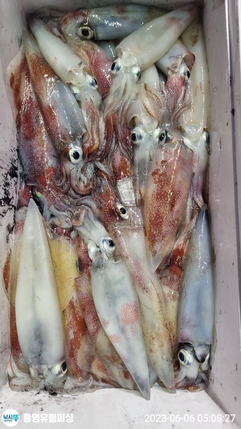 낚시뚜,한치,통영미수동방파제,통영유림피싱,낚시뚜9