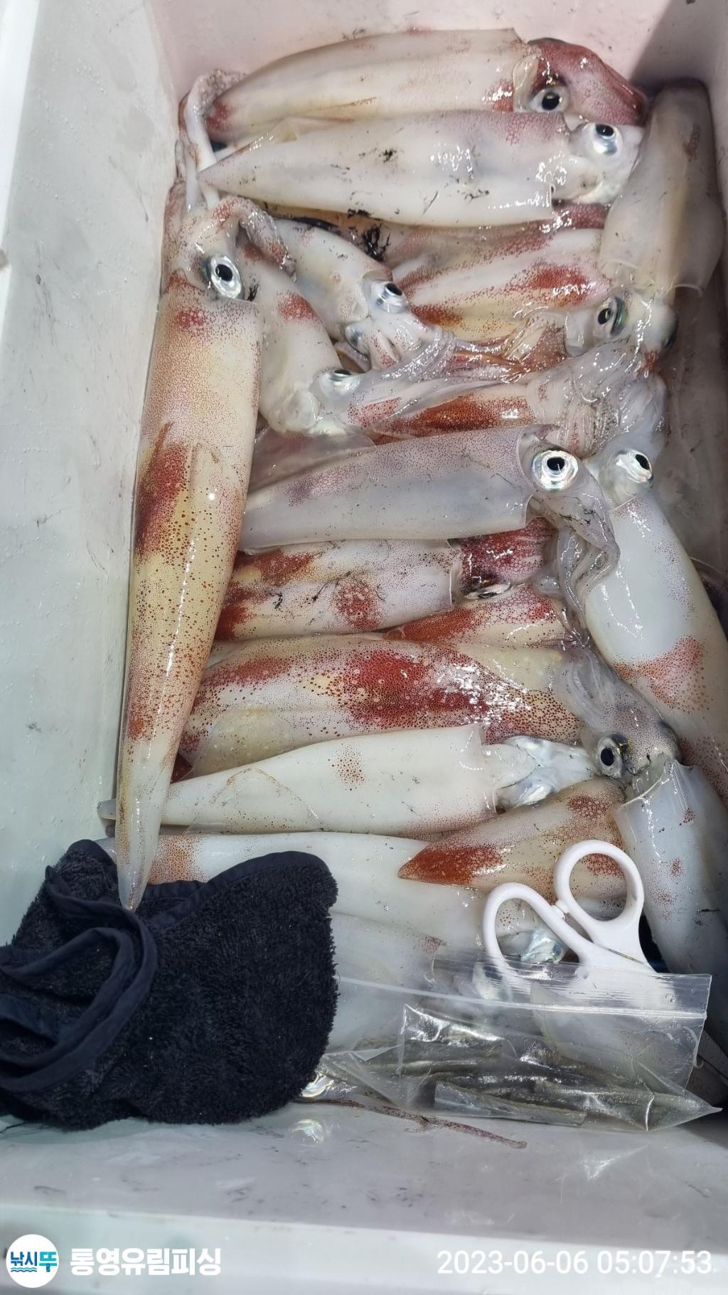 낚시뚜,한치,통영미수동방파제,통영유림피싱,낚시뚜8