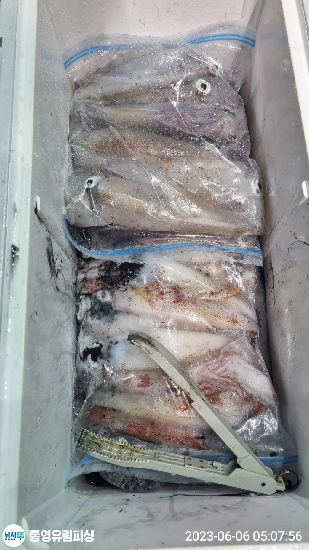 낚시뚜,한치,통영미수동방파제,통영유림피싱,낚시뚜7