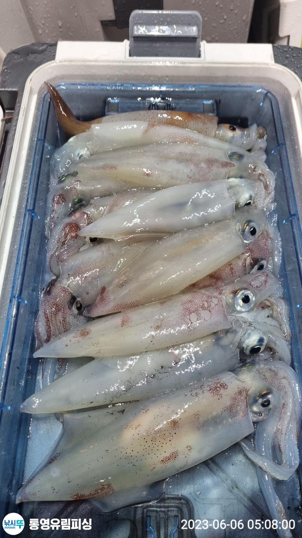 낚시뚜,한치,통영미수동방파제,통영유림피싱,낚시뚜4