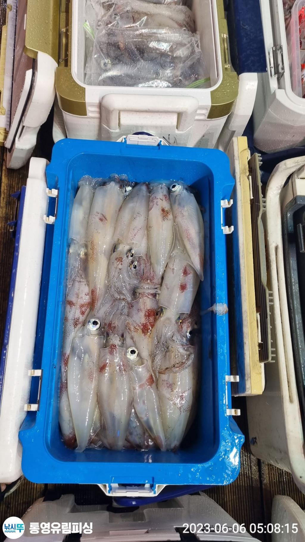 낚시뚜,한치,통영미수동방파제,통영유림피싱,낚시뚜3