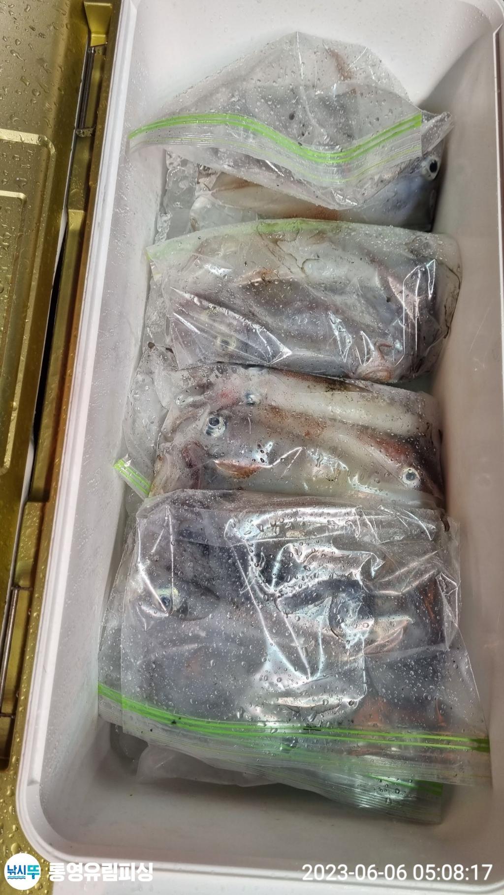낚시뚜,한치,통영미수동방파제,통영유림피싱,낚시뚜2