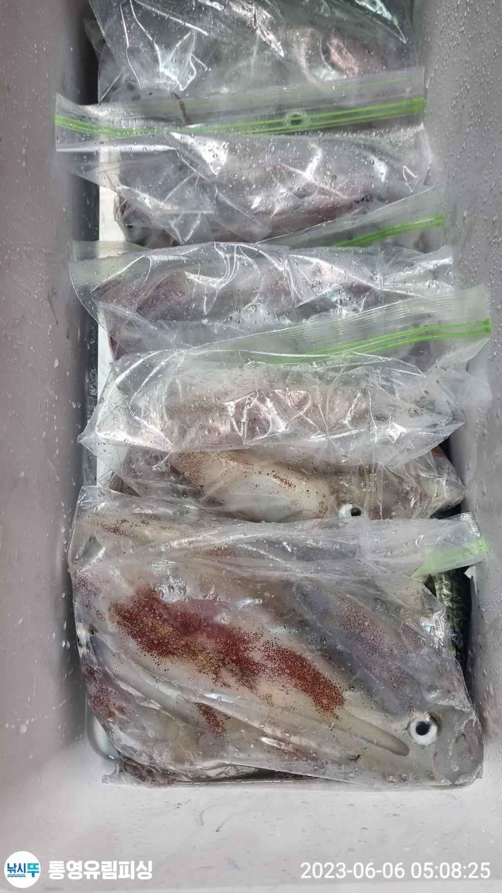 낚시뚜,한치,통영미수동방파제,통영유림피싱,낚시뚜1