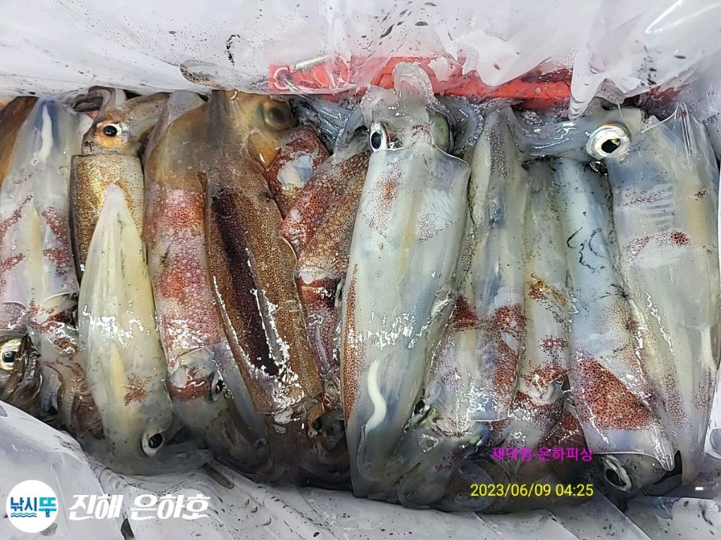 한치 피딩없이 재미나게 꾸준히 히트히트