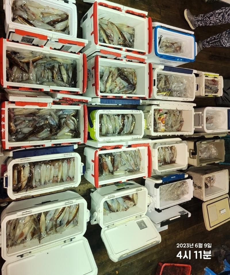 기타 (직접입력), 삼포대교낚시, 낚시뚜