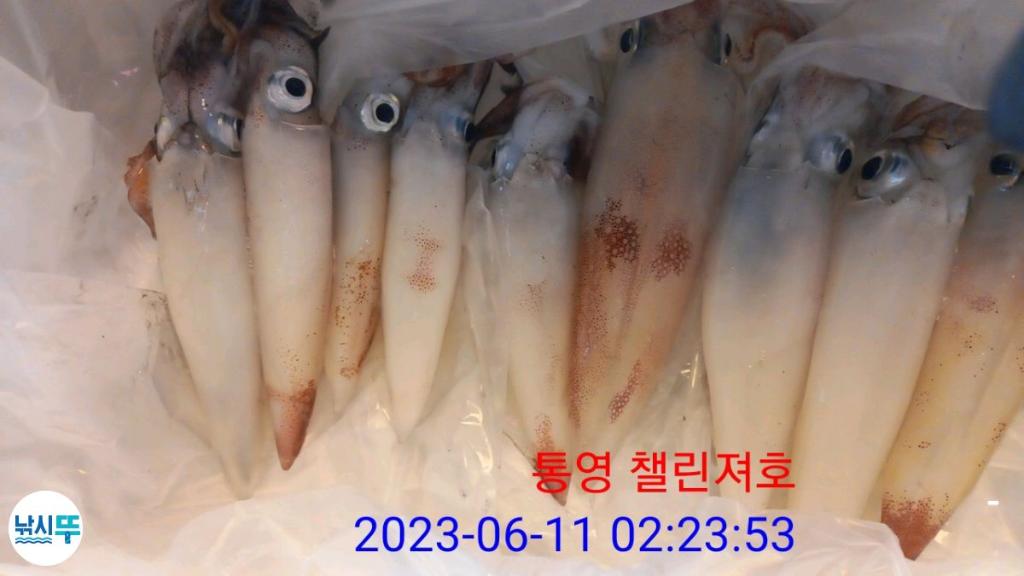 낚시뚜,한치,통영미수동방파제,챌린져호,낚시뚜16