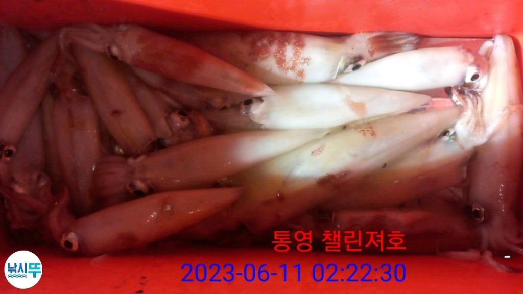 낚시뚜,한치,통영미수동방파제,챌린져호,낚시뚜12