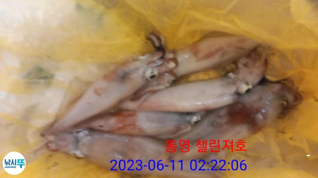 낚시뚜,한치,통영미수동방파제,챌린져호,낚시뚜11