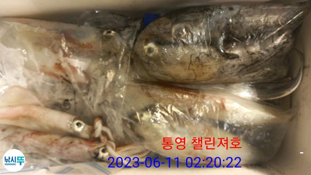 낚시뚜,한치,통영미수동방파제,챌린져호,낚시뚜9