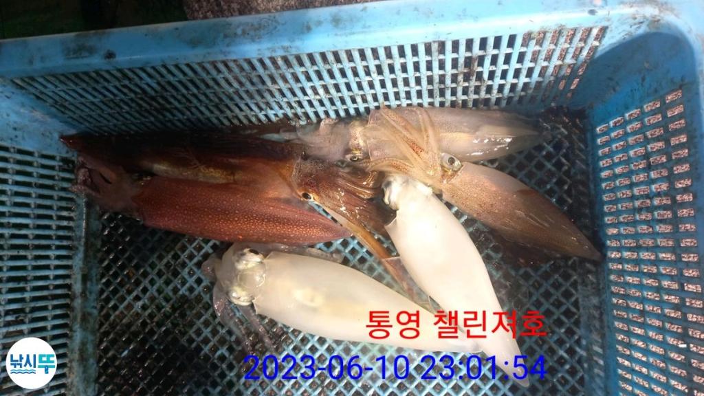 낚시뚜,한치,통영미수동방파제,챌린져호,낚시뚜4