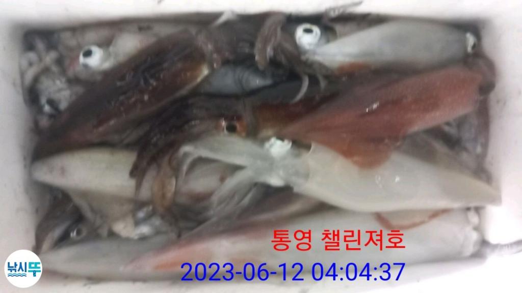 낚시뚜,한치,통영미수동방파제,챌린져호,낚시뚜9