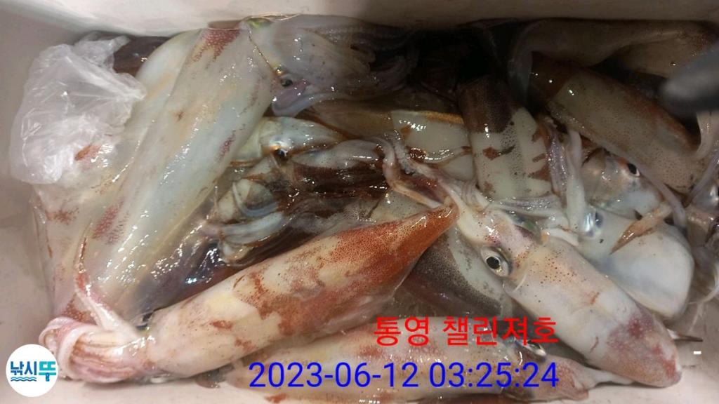 낚시뚜,한치,통영미수동방파제,챌린져호,낚시뚜3