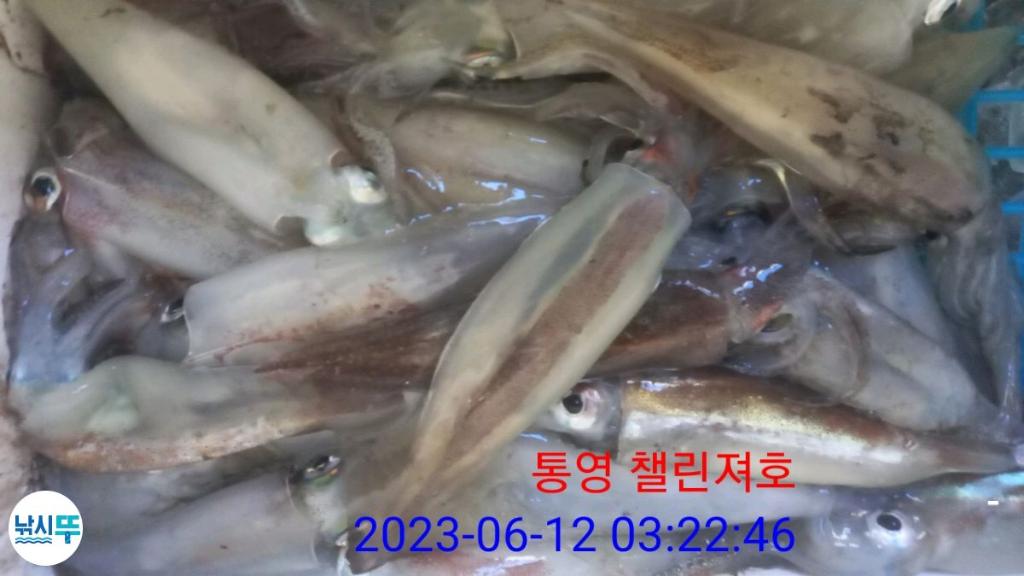 낚시뚜,한치,통영미수동방파제,챌린져호,낚시뚜0