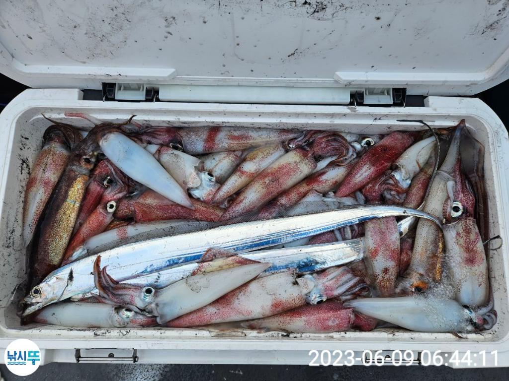 낚시뚜,한치,통영항,베스트호(삼천포),낚시뚜21