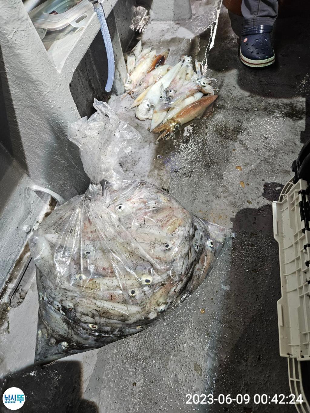 낚시뚜,한치,통영항,베스트호(삼천포),낚시뚜12