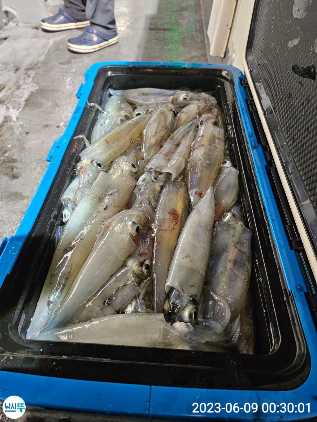 낚시뚜,한치,통영항,베스트호(삼천포),낚시뚜10