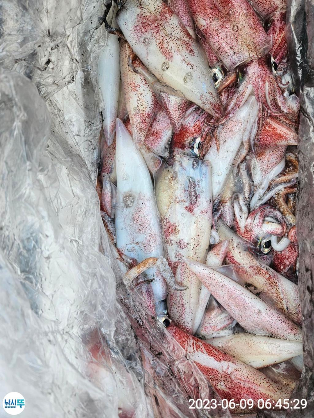 낚시뚜,한치,통영항,베스트호(삼천포),낚시뚜7