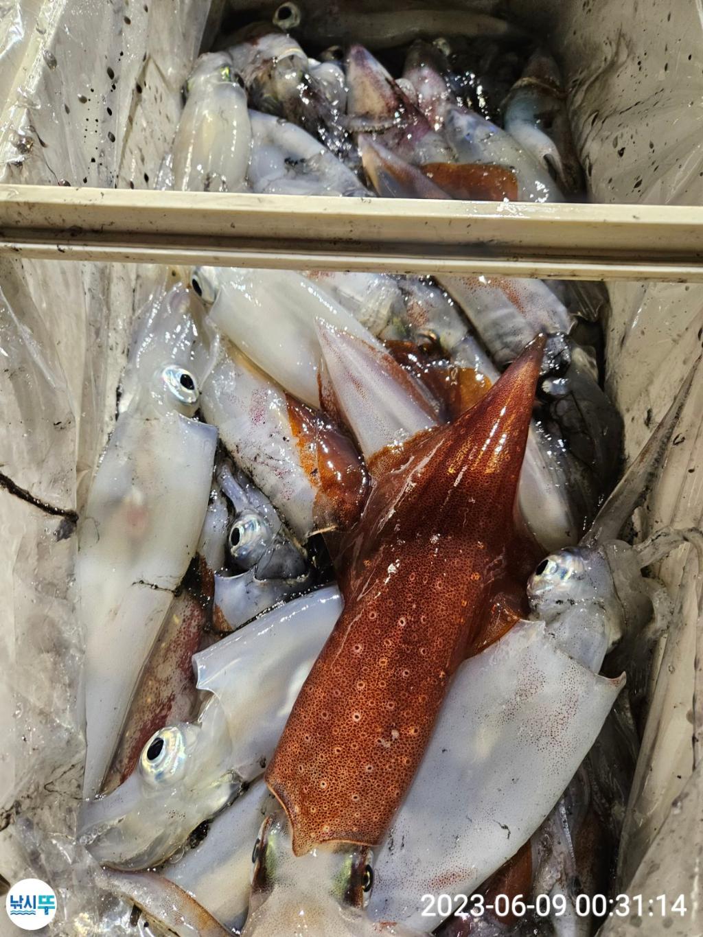 낚시뚜,한치,통영항,베스트호(삼천포),낚시뚜6