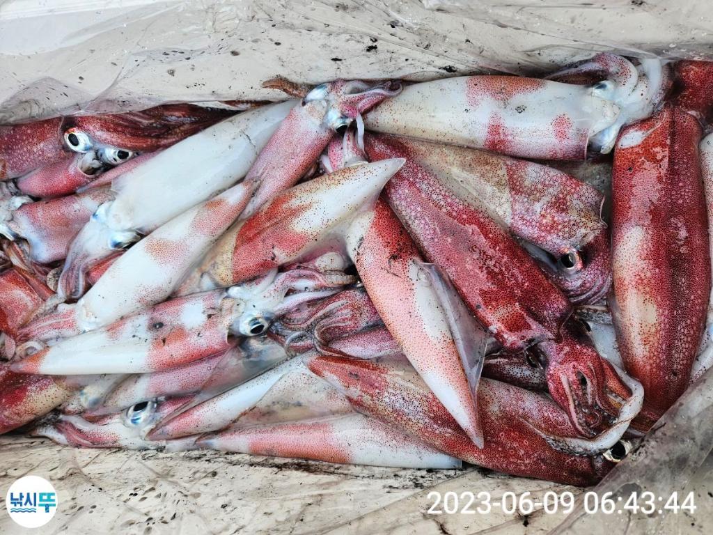 낚시뚜,한치,통영항,베스트호(삼천포),낚시뚜4