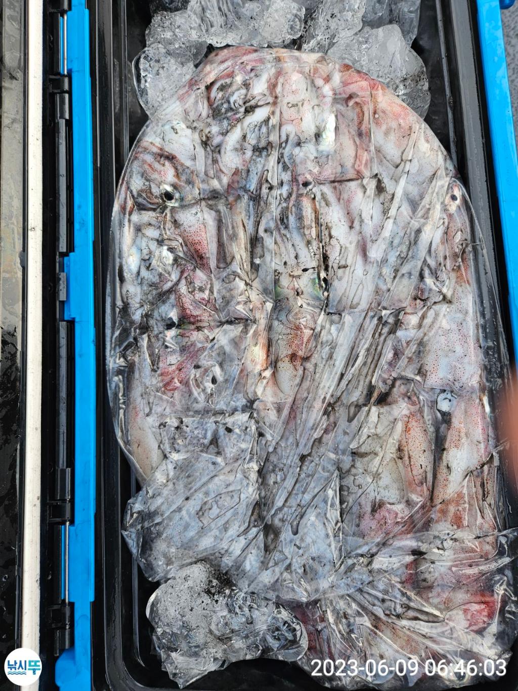 낚시뚜,한치,통영항,베스트호(삼천포),낚시뚜3