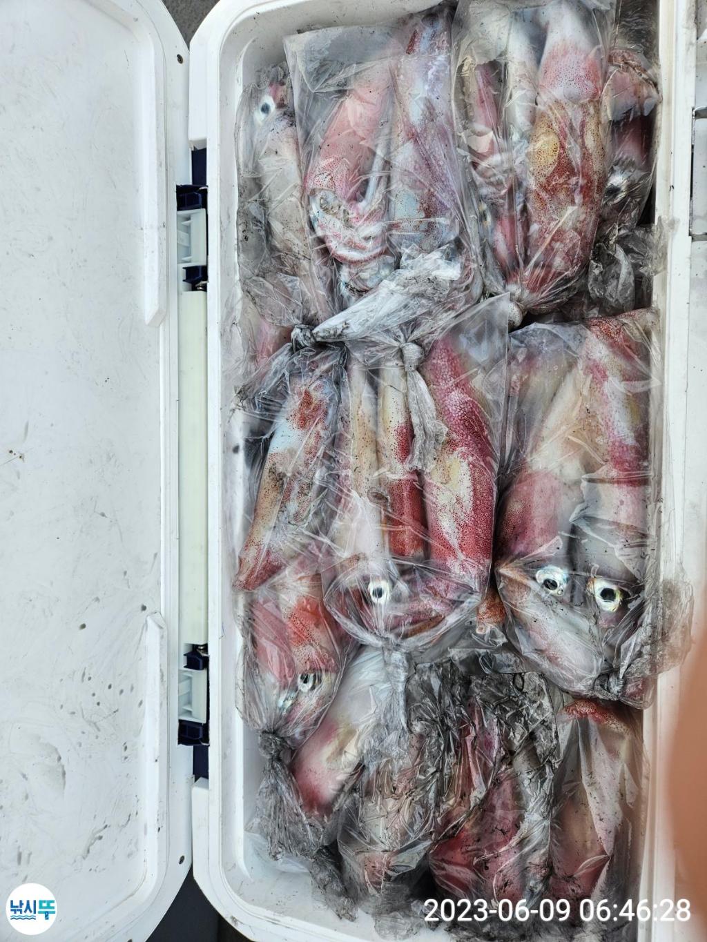 낚시뚜,한치,통영항,베스트호(삼천포),낚시뚜1