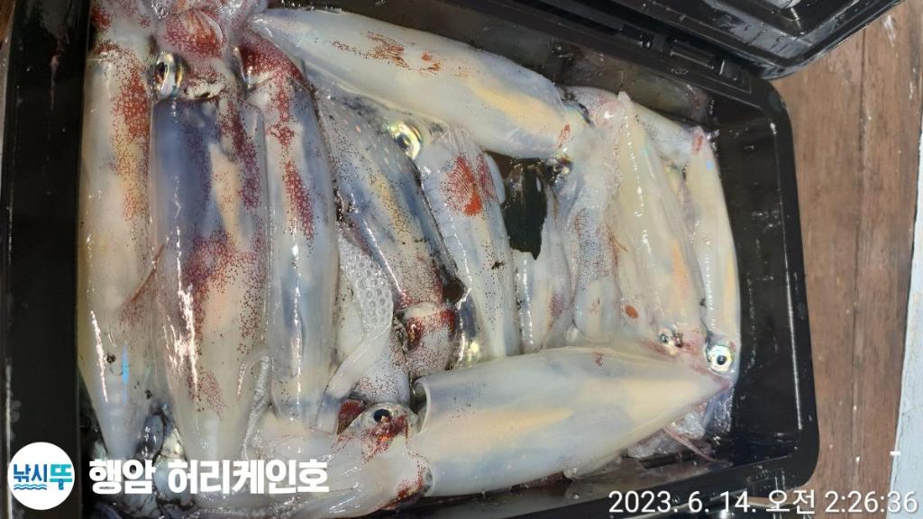 왕한치 한치반 물반 그래도 흔들어야 물띱니다..월,예약가능