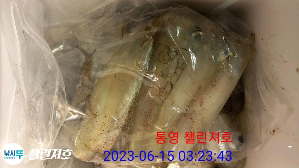 낚시뚜,한치,통영미수동방파제,챌린져호,낚시뚜7