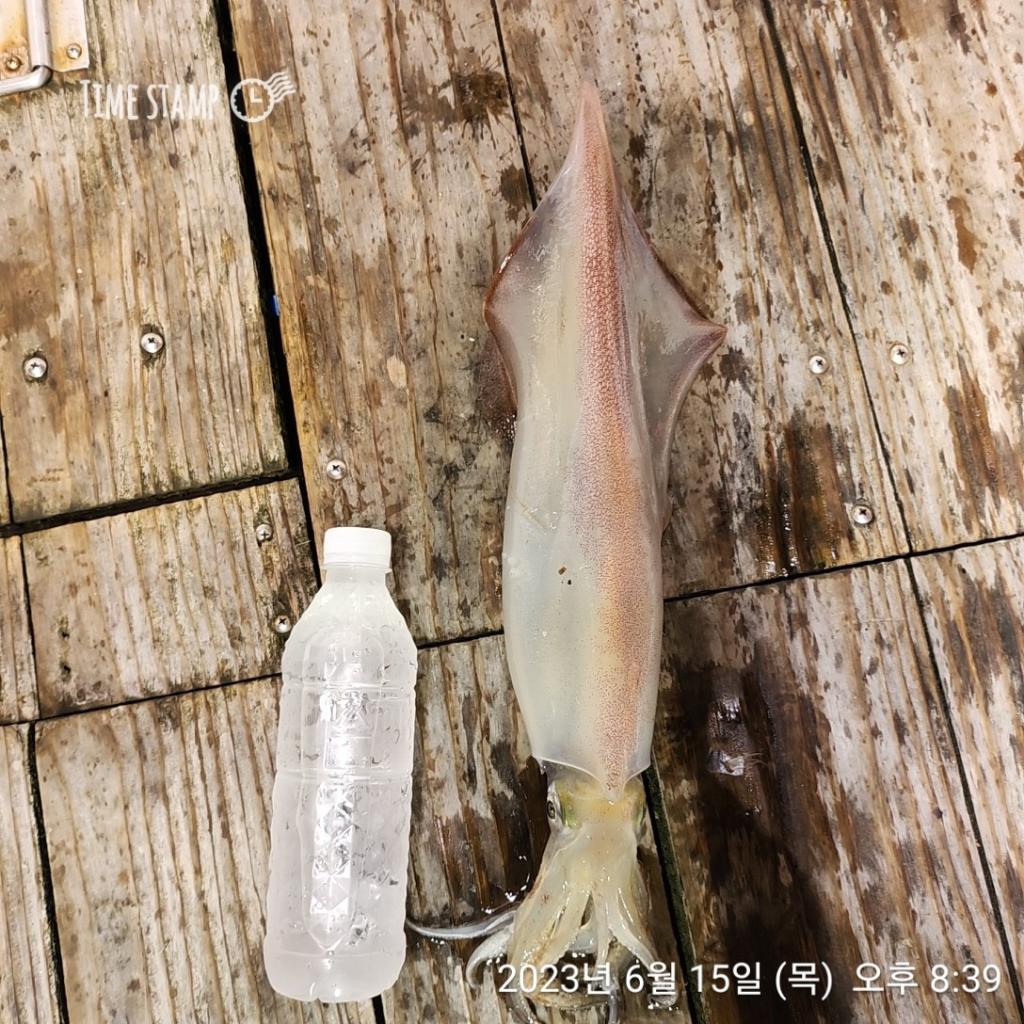 F2086505YI.jpg