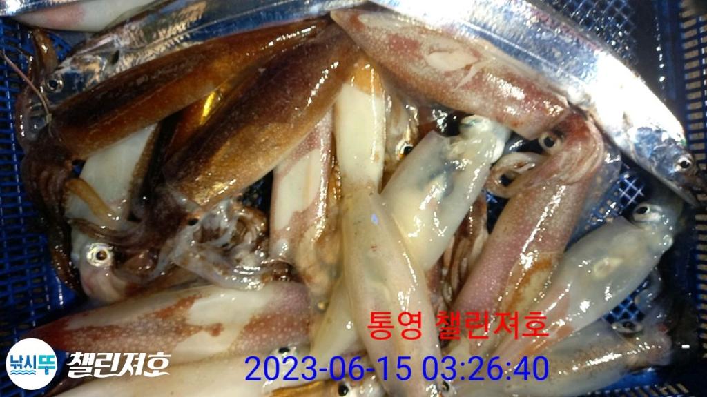 낚시뚜,한치,통영미수동방파제,챌린져호,낚시뚜25