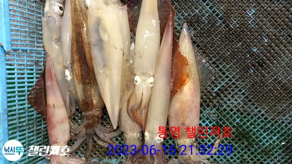 낚시뚜,한치,통영미수동방파제,챌린져호,낚시뚜22