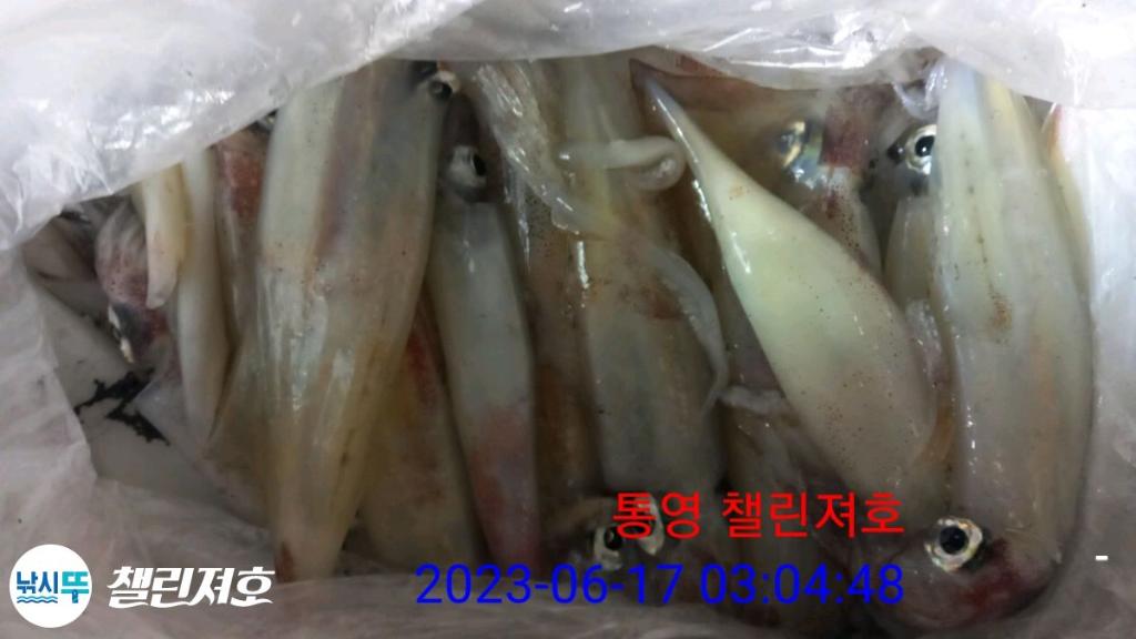 낚시뚜,한치,통영미수동방파제,챌린져호,낚시뚜7