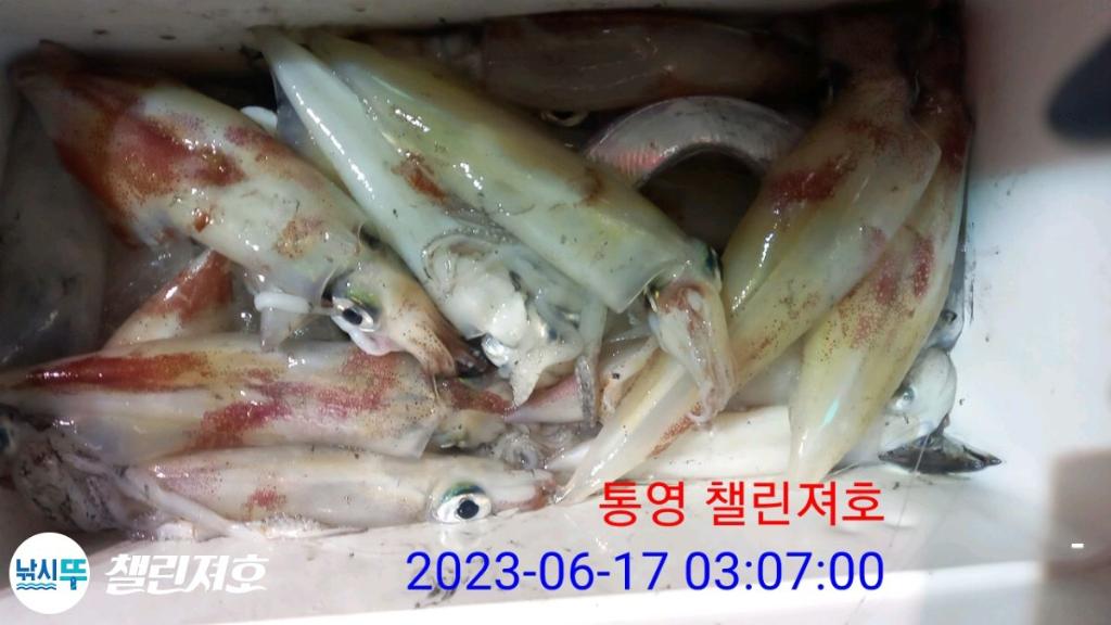 낚시뚜,한치,통영미수동방파제,챌린져호,낚시뚜5