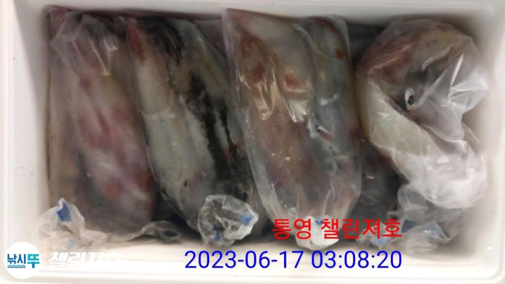 낚시뚜,한치,통영미수동방파제,챌린져호,낚시뚜3