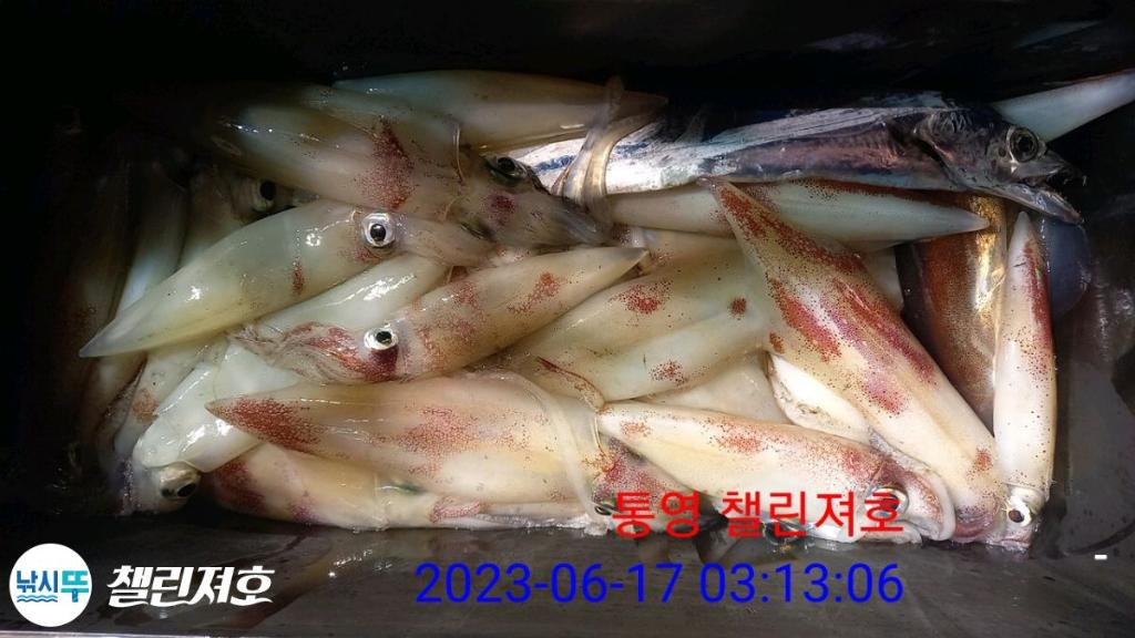 낚시뚜,한치,통영미수동방파제,챌린져호,낚시뚜0